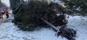 Получи ответ: куда в Днепре сообщить, если дерево упало или сломалось