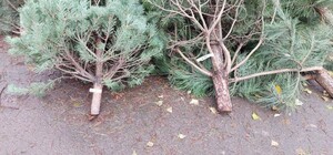 В Одесі виявили незаконні пункти продажу ялинок та їх перевезення