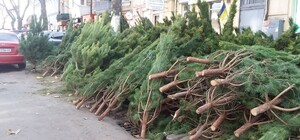 Де і скільки коштує зараз ялинка в Одесі: актуальні ціни та локації