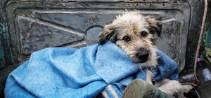 Як евакуюють тварин з прифронтових зон Запорізької області