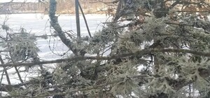 В Днепропетровской области нашли мох, используемый для производства духов