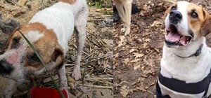 Які зміни будуть внесені у Києві до правил утримання собак та котів