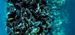 Сухой лиман в Одесской области отдадут в аренду как в Норвегии и Чили