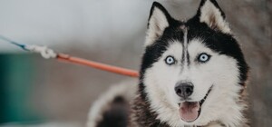 Возьми друга: в харьковском приюте для животных устроили фотоссесию для питомцев