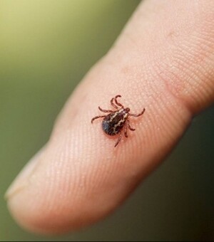 В Запорожье обнаружили четыре случая болезни Лайма: что делать, если укусил клещ
