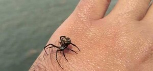 Получи ответ: что делать если укусил паук