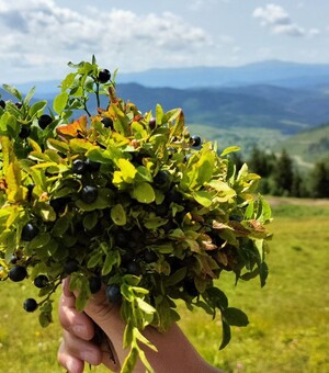 Три канатні дороги, які працюють в Карпатах влітку — ціни 2024 