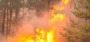 В Безлюдовке — масштабный лесной пожар