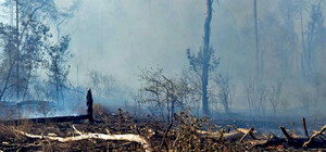 Терехов прокомментировал судьбу сгоревшей лесополосы в районе ТРЦ 