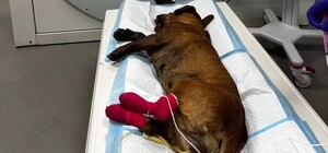 Поклали в пащу петарду: в Одесі невідомі покалічили собаку