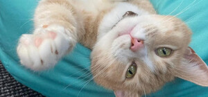 В Запорожье вынужденно закрывается котокафе: для кошек ищут хорошие руки