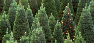 У Запоріжжі відкривається різдвяний ярмарок з продажу ялинок