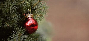 В Харькове стартовала продажа елок: цены выросли