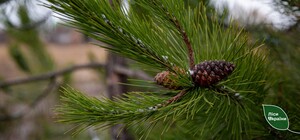 Рождественские ярмарки от 