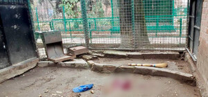 В Одессе в зоопарке леопард напал на работника: подробности инцидента (обновлено)