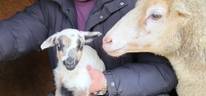 Второе пополнение за год: в Одесском зоопарке родились двое ягнят