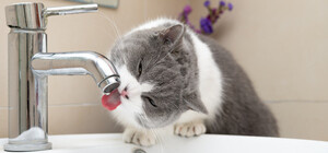 На следующей неделе в Днепре будут отключать воду: адреса