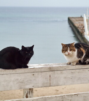 Концерт Арсена Мирзояна и опера 