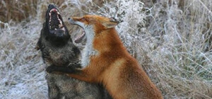 Под Харьковом обнаружены два случая бешенства