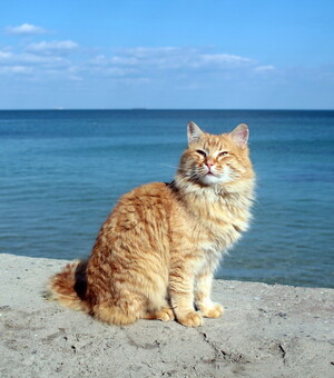 Концерт Alekseev и шоу 