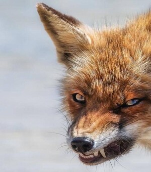 В Запорожье 49 человек обратились к медикам из-за укусов животных: что делать в таких случаях