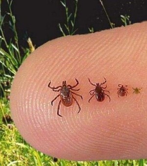 Кліщі атакують: у Дніпропетровській області фіксують нові випадки хвороби Лайма