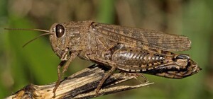 Запорожье атакует саранча: экологическая катастрофа в результате российской агрессии