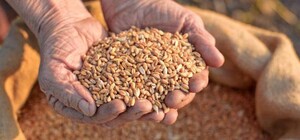 Россия вывезла 15 миллионов тонн украинского зерна с оккупированных территорий