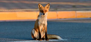 Через появу лисиць у центрі Львова безкоштовно вакцинуватимуть від сказу домашніх тварин