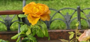 Знову стануть у пригоді парасольки: яка погода буде в Одесі цими вихідними