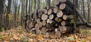 В Харьковской области растет спрос на дрова: в Кочетоцком лесничестве ограничили продажу до 15 кубов в одни руки