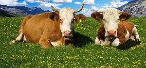 В Харьковской области живет самая продуктивная корова Украины: Варяжка во второй раз возглавила национальный рейтинг