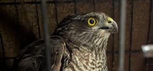 В Никополе сокол сбил вражеский дрон и стал героем: сейчас его лечат ветеринары