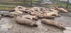 Экологи подсчитали ущерб от российских обстрелов крупной агрофермы на Харьковщине