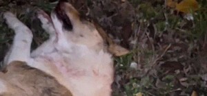 Не збили, а намагалися врятувати: патрульні прокоментували інцидент із загибеллю собаки в Одесі