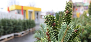 В Запорожье открыли елочные базары: где купить елку и сколько стоит