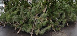 У Харкові запрацювали ялинкові базари: ціни