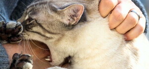 У Люботині скажений кіт покусав дітей