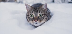 До -7 °С і перший сніг: яка погода буде в Одесі наступного тижня