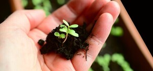 Посівний календар на січень 2026 року: що робити у саду та на городі