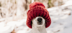 После потепления в Запорожье снова ожидаются морозы до -15 градусов