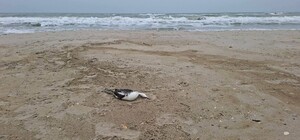 Розлив соняшникової олії після удару по порту Південний нищить Чорне море на Одещині