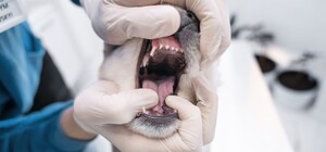 Під Харковом запровадили карантин через сказ