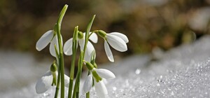 Перші дні весни: яка погода буде в Одесі цього тижня