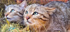 Утратили матір: у нацпарку на Одещині оселилися лісові кошенята