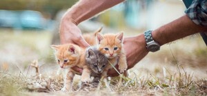 Уроки емпатії: в українських школах впроваджують програму гуманного ставлення до тварин