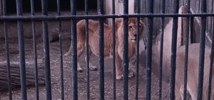 В Одессе в зоопарке умерла львица