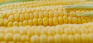 Де цими вихідними у Києві пройдуть продуктові ярмарки. Адреси