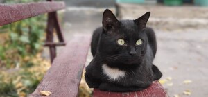 Сильний вітер: яка погода буде у Харкові цими вихідними