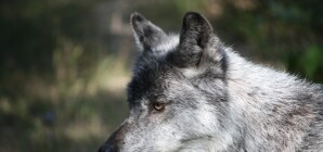 На Донбассе рассекретили чупакабру